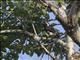 White-eared Barbet (Stactolaema leucotis)