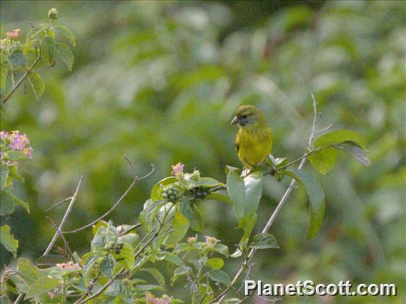 Southern Citril (Crithagra hyposticta)
