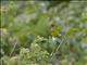 Southern Citril (Crithagra hyposticta)