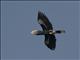 Silvery-cheeked Hornbill (Bycanistes brevis)