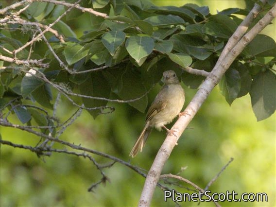 Little Greenbul (Eurillas virens)