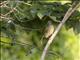 Little Greenbul (Eurillas virens)