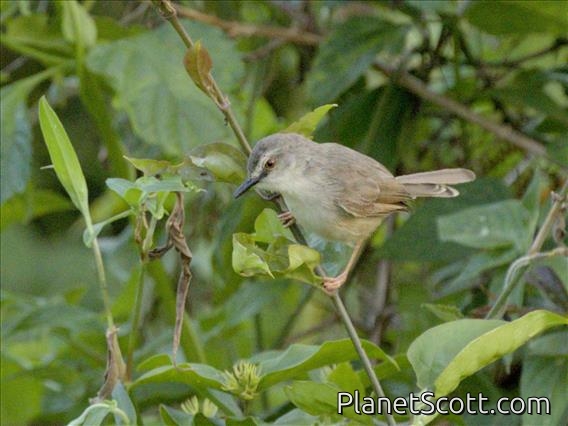 Tawny-flanked Prinia (Prinia subflava)
