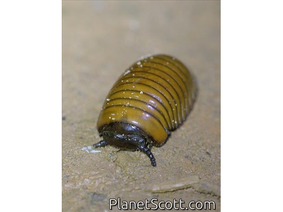Tanzanian Pill Bug Millipede (Arthrosphaera brandtii)