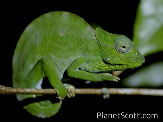 Wavy Chameleon (Trioceros deremensis)