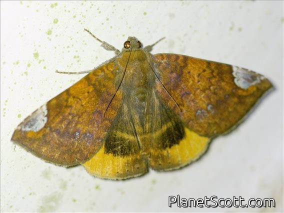 Poaphilini Moth (Achaea chrysopera)