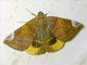 Poaphilini Moth (Achaea chrysopera)