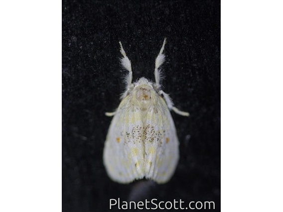 Red-dot Euproctis (Euproctis rufopunctata)