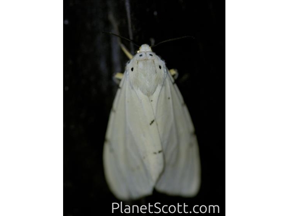 Lichen Moth (Lithosiini sp)