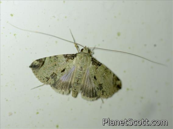 Pearl Moth (Spilomelinae sp)