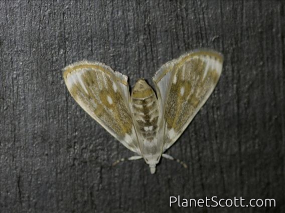 Sphinx Moth (Sphingidae sp)