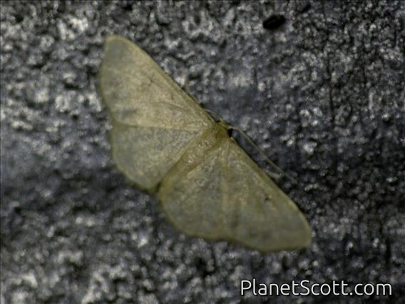 Geometer Moth (Geometridae sp)
