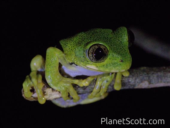 Peacock Tree Frog (Leptopelis vermiculatus)