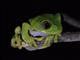 Peacock Tree Frog (Leptopelis vermiculatus)