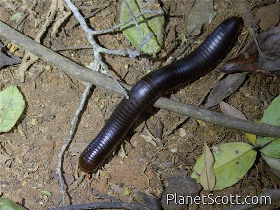 Giant African Millipede (Archispirostreptus gigas)