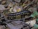 Flat-backed Millipede (Gomphodesmidae sp)