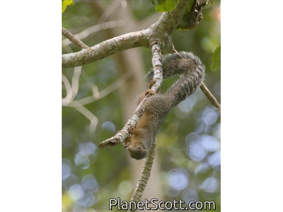 Red Bush Squirrel (Paraxerus palliatus)