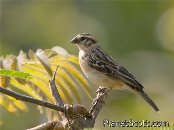 Pin-tailed Whydah (Vidua macroura) - Female