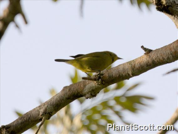 Southern Yellow White-eye (Zosterops anderssoni)