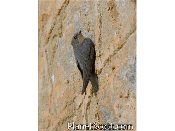 Red-throated Crag-Martin (Ptyonoprogne rufigula)