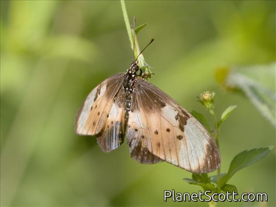 Natal Acraea (Stephenia natalica)