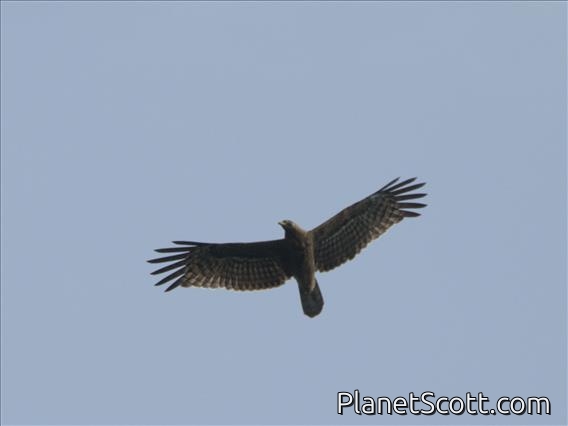 African Harrier-Hawk (Polyboroides typus)
