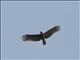 African Harrier-Hawk (Polyboroides typus)