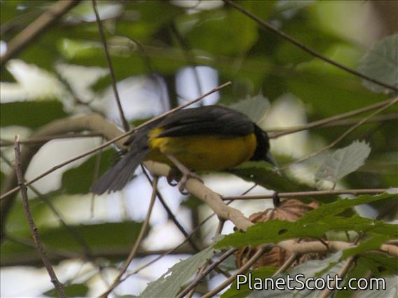 Dark-backed Weaver (Ploceus bicolor)