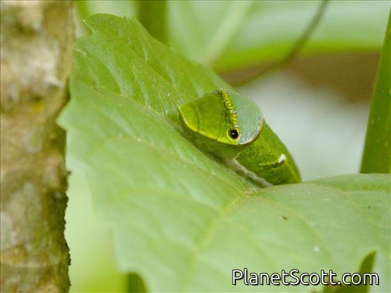 Swallowtail Butterfly (Papilio sp) - Larval