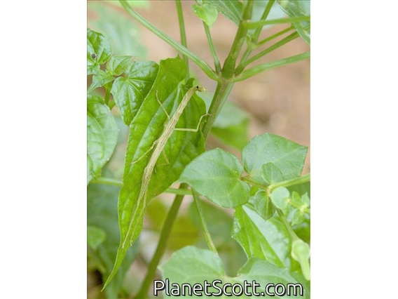 Stick Insect (Diapheromeridae sp)