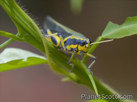 Tanzanian Flag Grasshopper (Eupropacris pompalis)