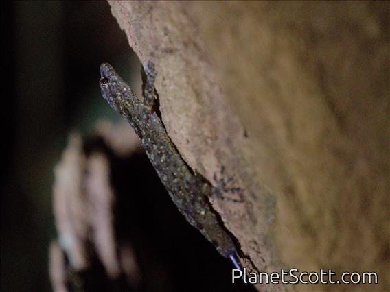 Forest Gecko (Ancylodactylus sp)