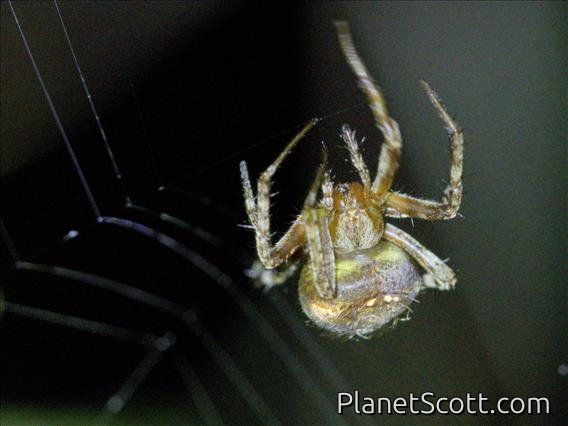 Orb-web Spider (Araneidae sp)