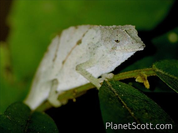 East Usambara Pitted Pygmy Chameleon (Rhampholeon temporalis)