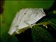 East Usambara Pitted Pygmy Chameleon (Rhampholeon temporalis)