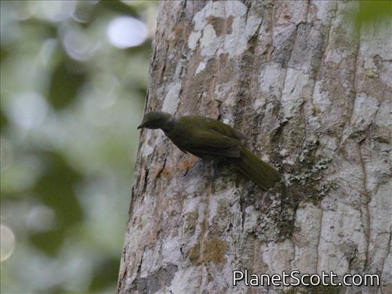 Usambara Greenbul (Phyllastrephus albigula)