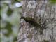 Usambara Greenbul (Phyllastrephus albigula)