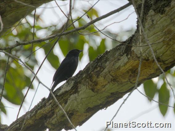 Southern Black-Flycatcher (Melaenornis pammelaina)