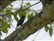 Southern Black-Flycatcher (Melaenornis pammelaina)