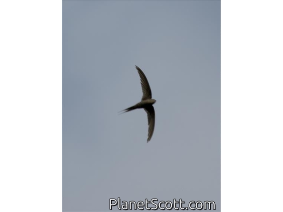 African Palm-Swift (Cypsiurus parvus)