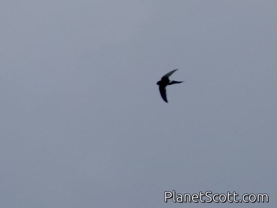 Mottled Swift (Tachymarptis aequatorialis)