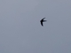 Mottled Swift (Tachymarptis aequatorialis)