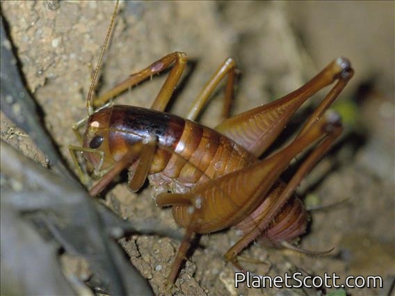 East African Weta (Tryposoma brachyurum)