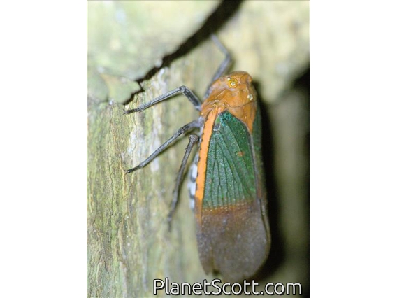 Leafhopper (Cicadellidae sp)