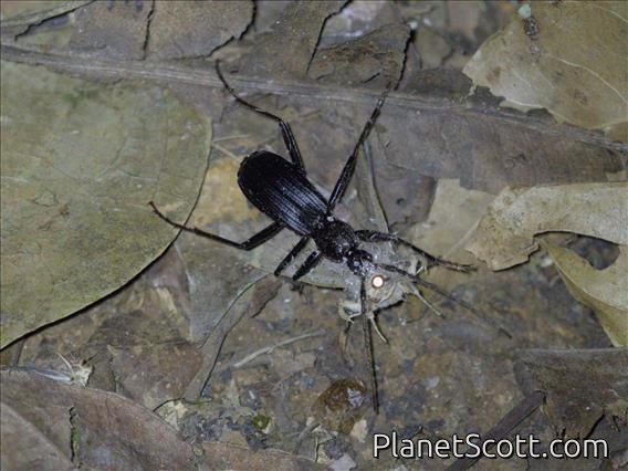 Peaceful Giant Ground Beetle (Tefflus sp)