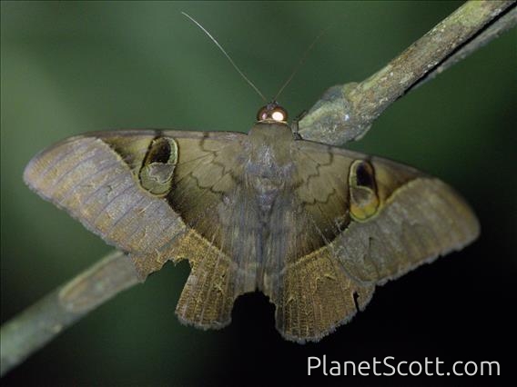 Erebid Moth (Cyligramma fluctuosa)