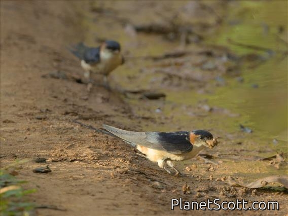 African Red-rumped Swallow (Cecropis melanocrissus)