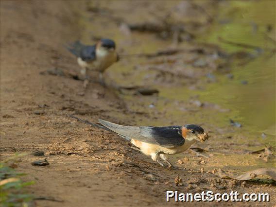 Mosque Swallow (Cecropis senegalensis)