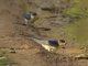 African Red-rumped Swallow (Cecropis melanocrissus)