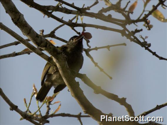 Green Barbet (Cryptolybia olivacea)